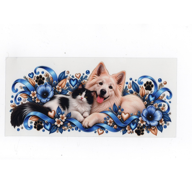 Chien - chat